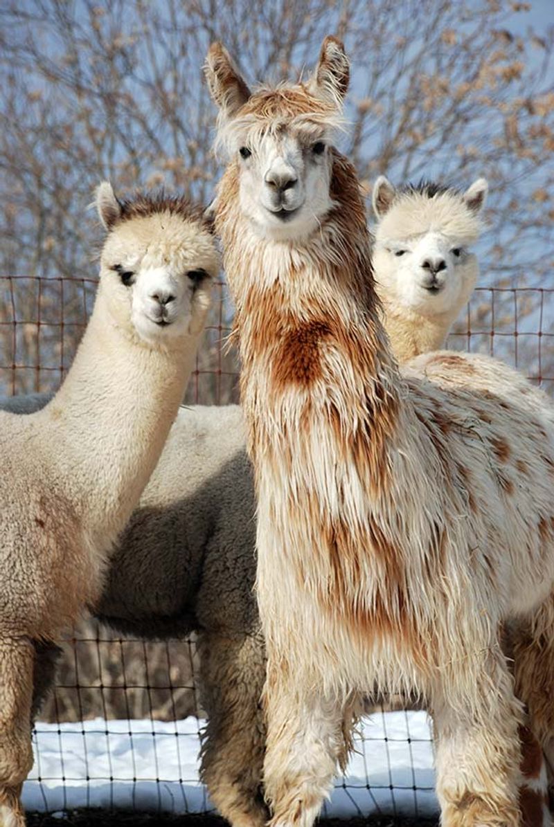 Meet the Alpacas Up Close Meet the Alpacas Up Close