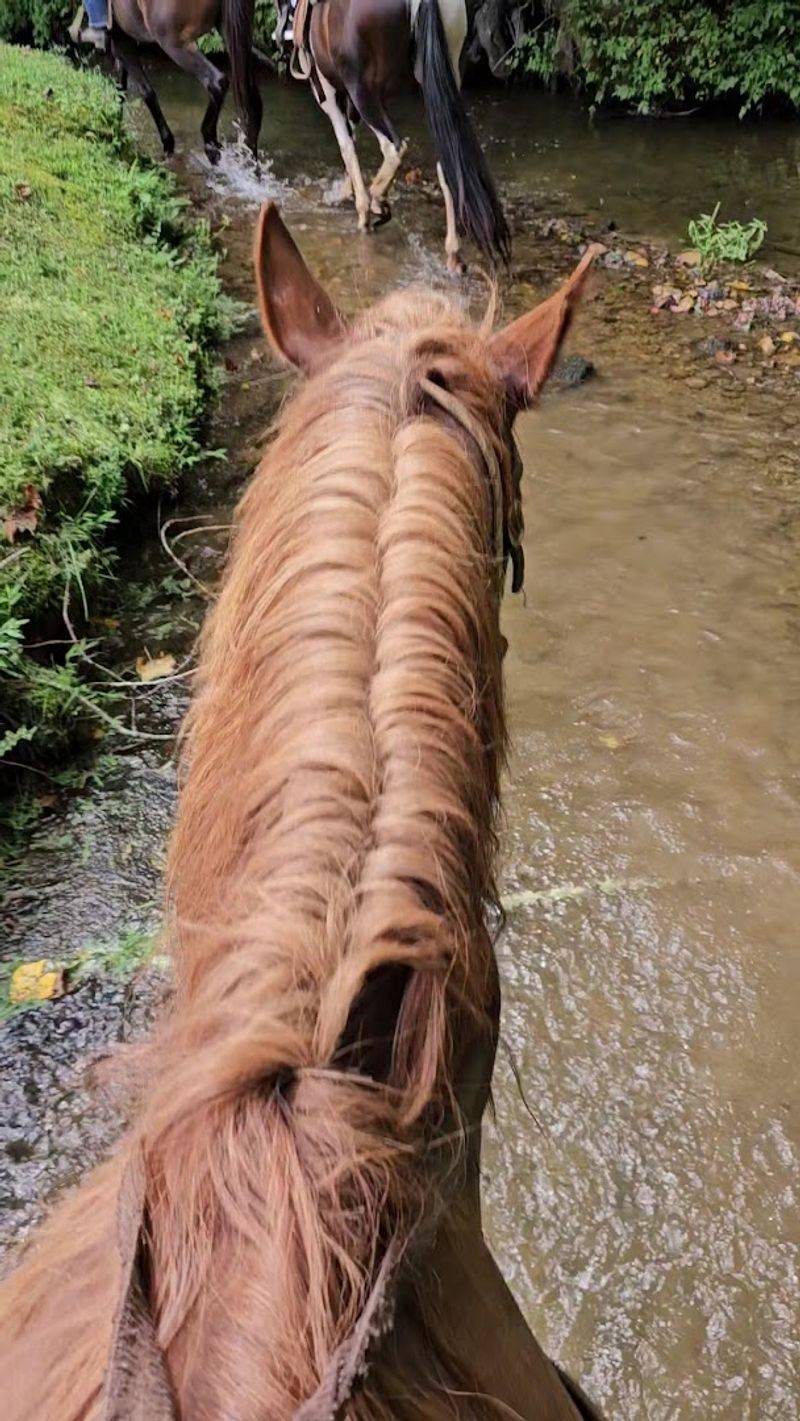Meet the Horses: Well-Trained Stars of the Show