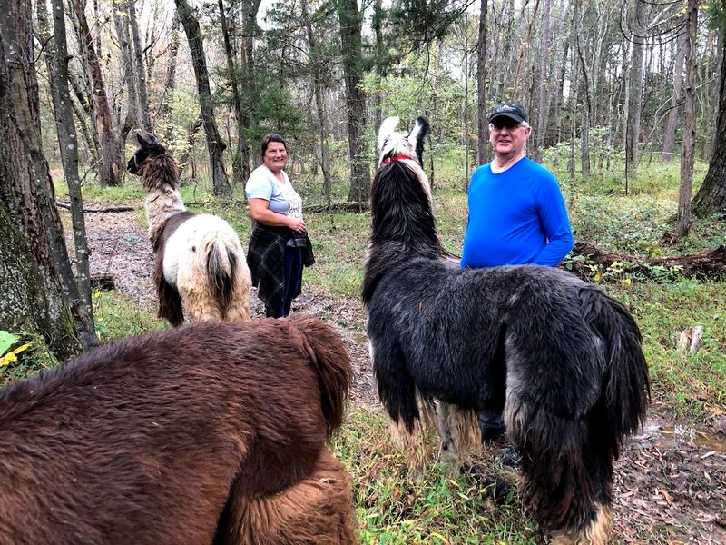Meet the Llamas Up Close