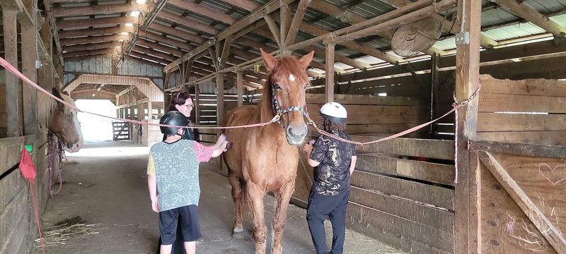 Meet the Rescue Horses of Cypress Breeze Farm Meet the Rescue Horses of Cypress Breeze Farm