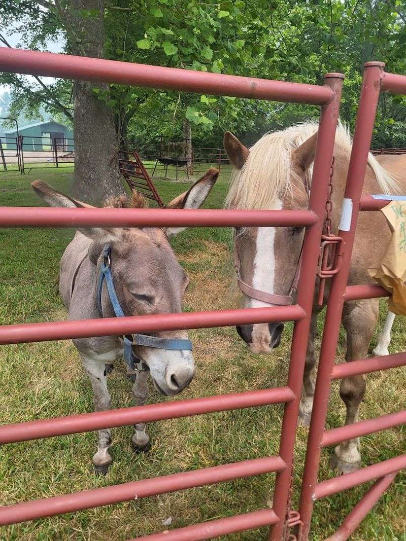 Meet the Resident Donkey and Farm Animals Meet the Resident Donkey and Farm Animals