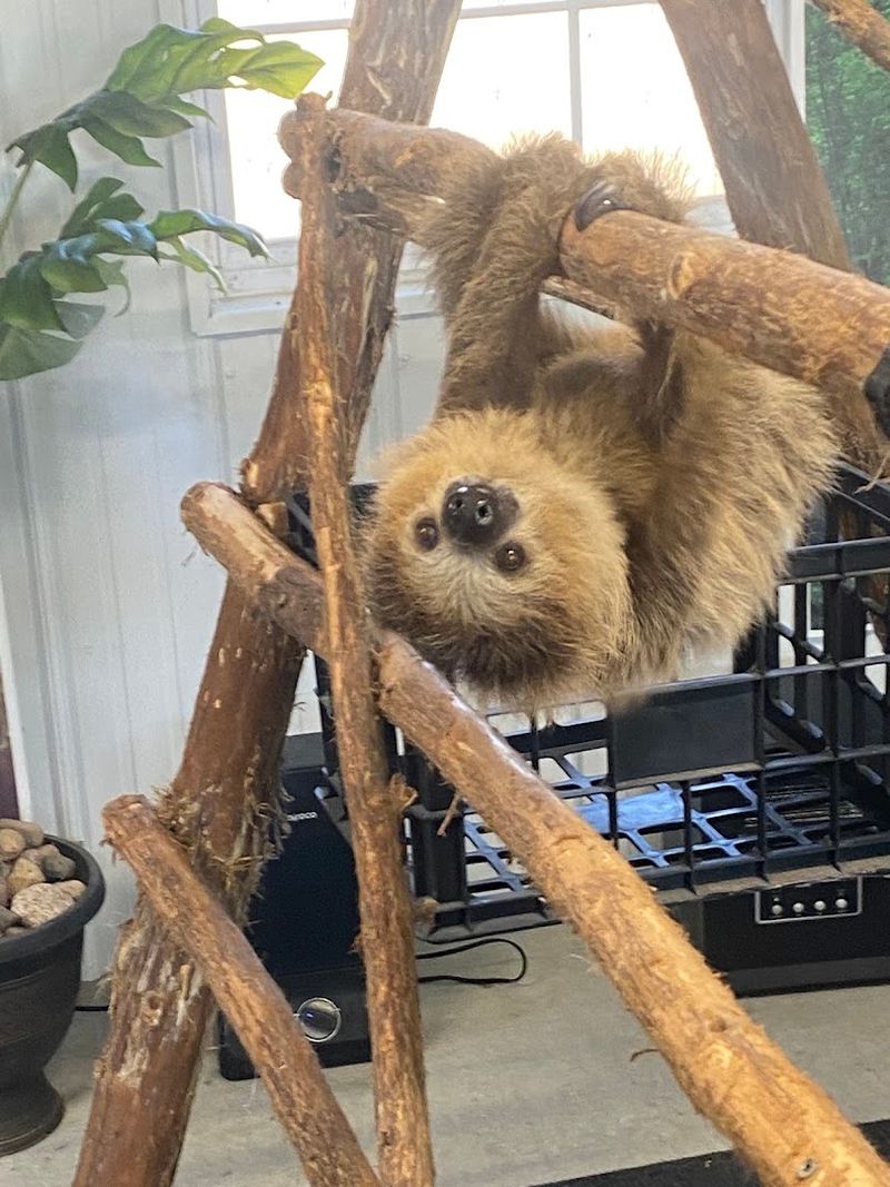 Meet the Sloths Up Close