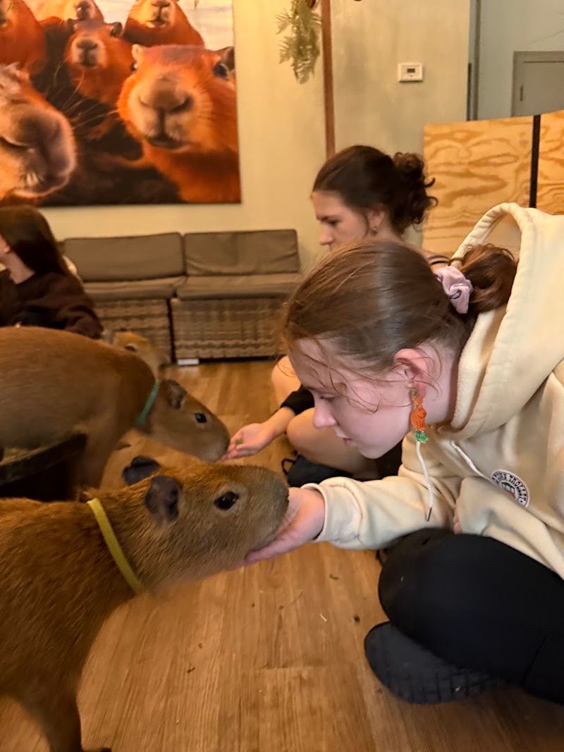 Meet the Stars: The Capybaras Themselves