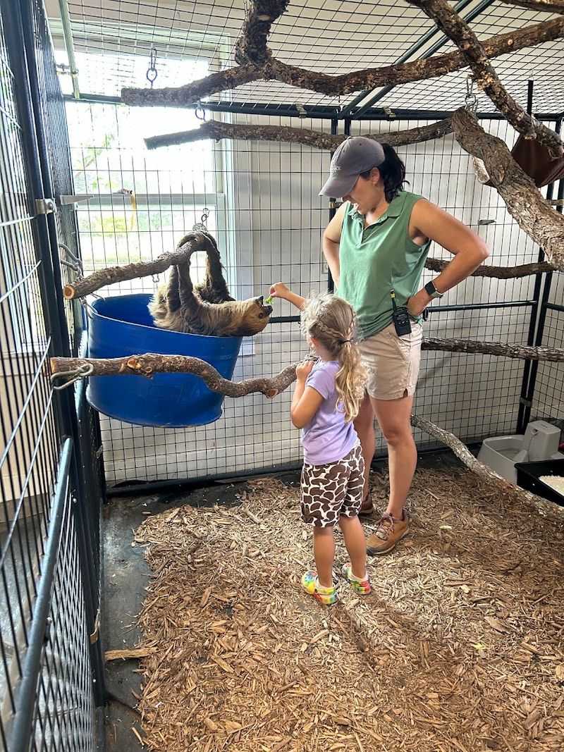 Meeting Bruno the Two-Toed Sloth