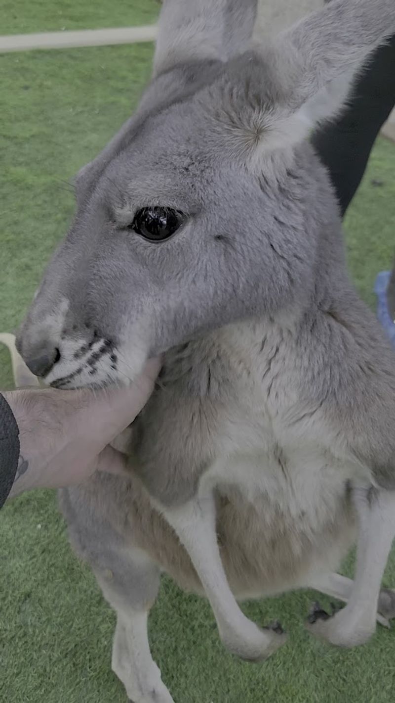 Meeting Kangaroos, Monkeys, and Camels