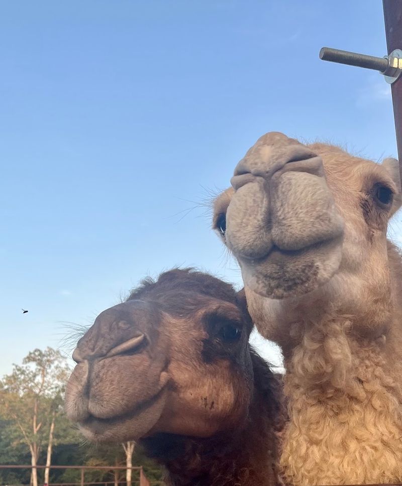 Meeting Kangaroos, Monkeys, and Camels