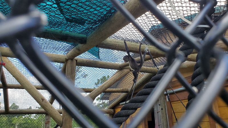 Meeting Spider Monkeys Named Jacoby and Ella Blue Meeting Spider Monkeys Named Jacoby and Ella Blue