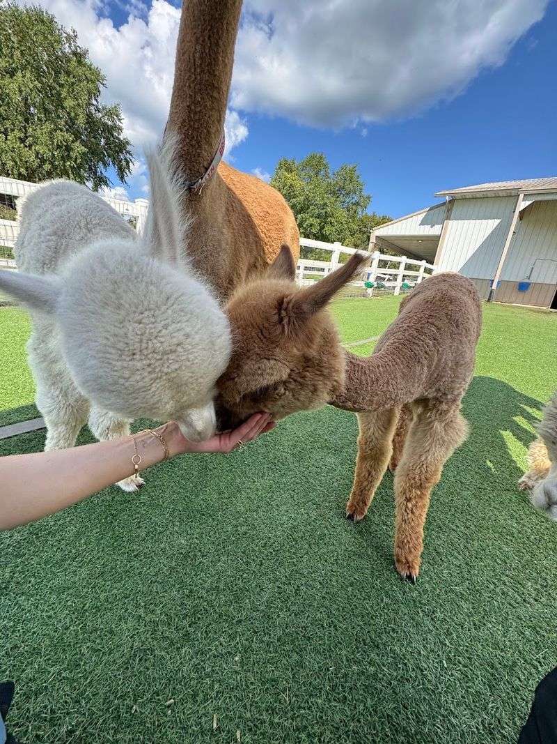 Meeting the Alpacas Up Close Meeting the Alpacas Up Close