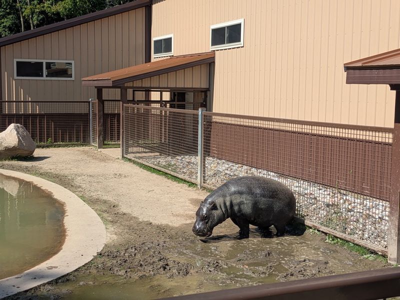 Meeting the Baby Hippos and Tapirs