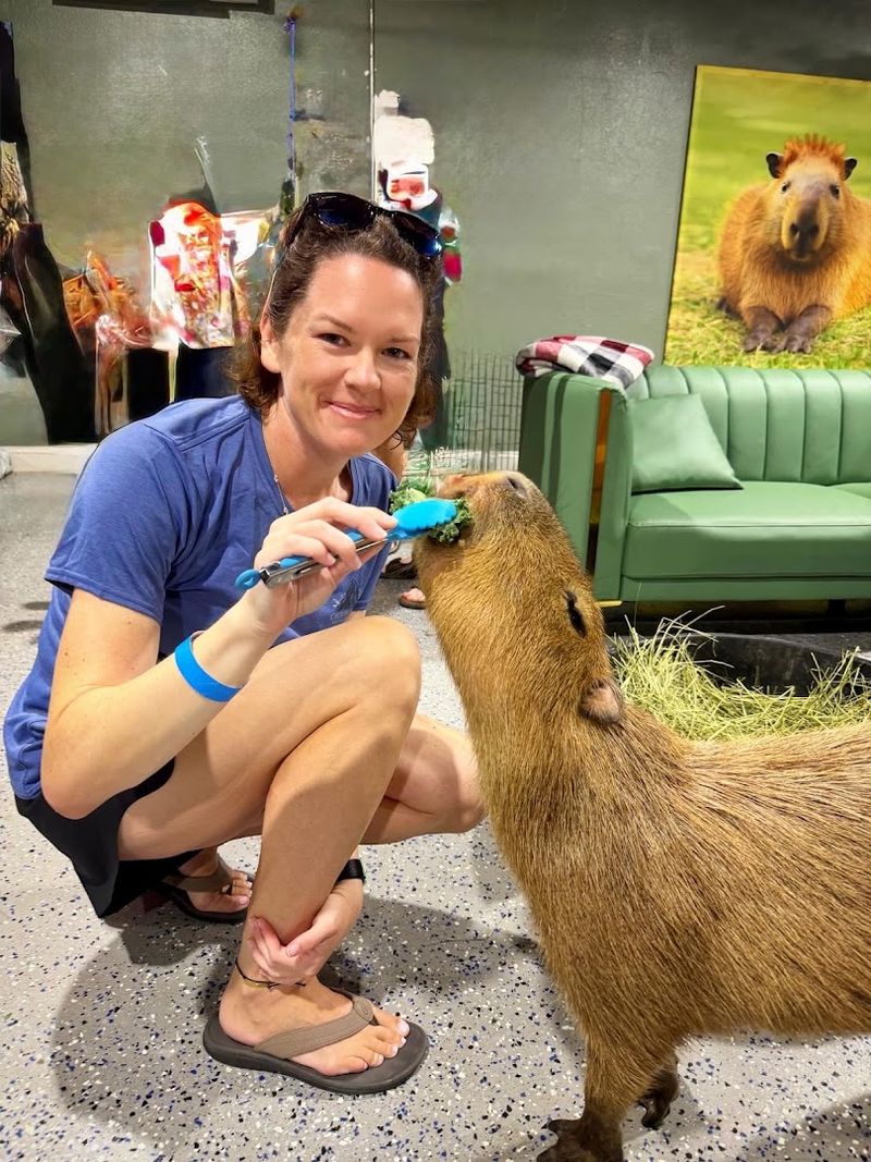 Meeting the Capybaras Up Close Meeting the Capybaras Up Close