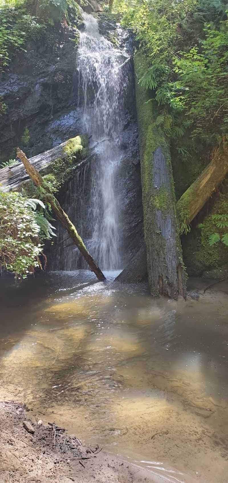 Mendocino Coast Botanical Gardens — A Retiree's Happy Place