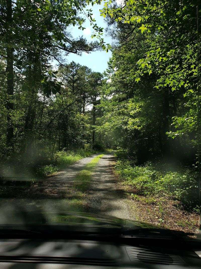 Mental Health Benefits of Forest Bathing