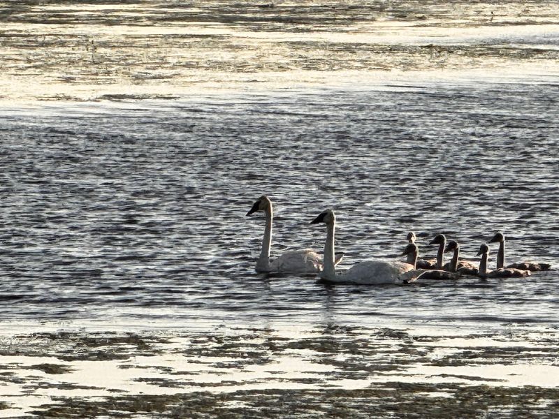 Migratory Waterfowl Season Brings Thousands of Birds