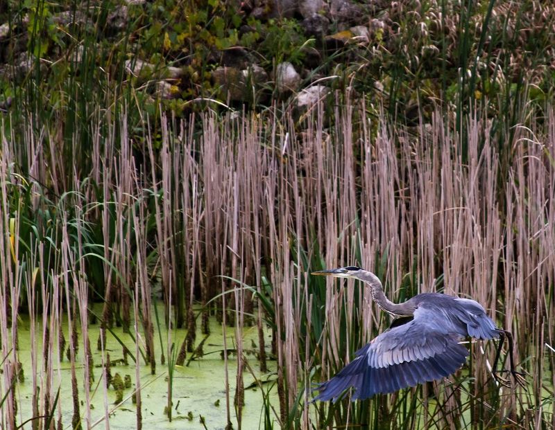 Migratory Waterfowl Shows That Rival Any Nature Documentary