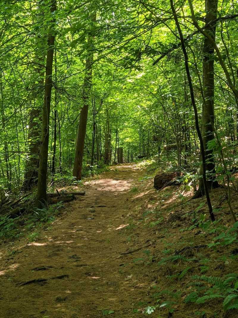 Miles of Hiking Trails Through Ancient Forest