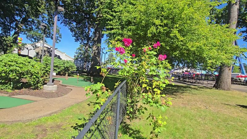 Mini Golf Surrounded by Beautiful Shade Trees
