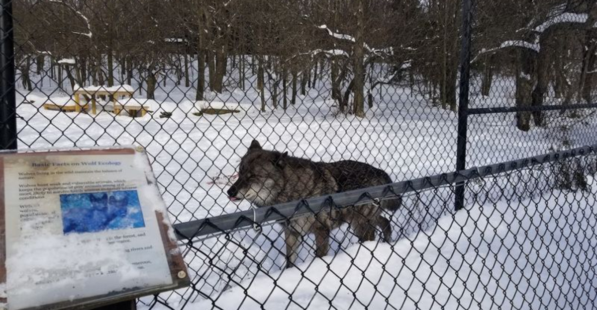 Most New Yorkers Have Never Heard Of This Incredible Wolf Sanctuary