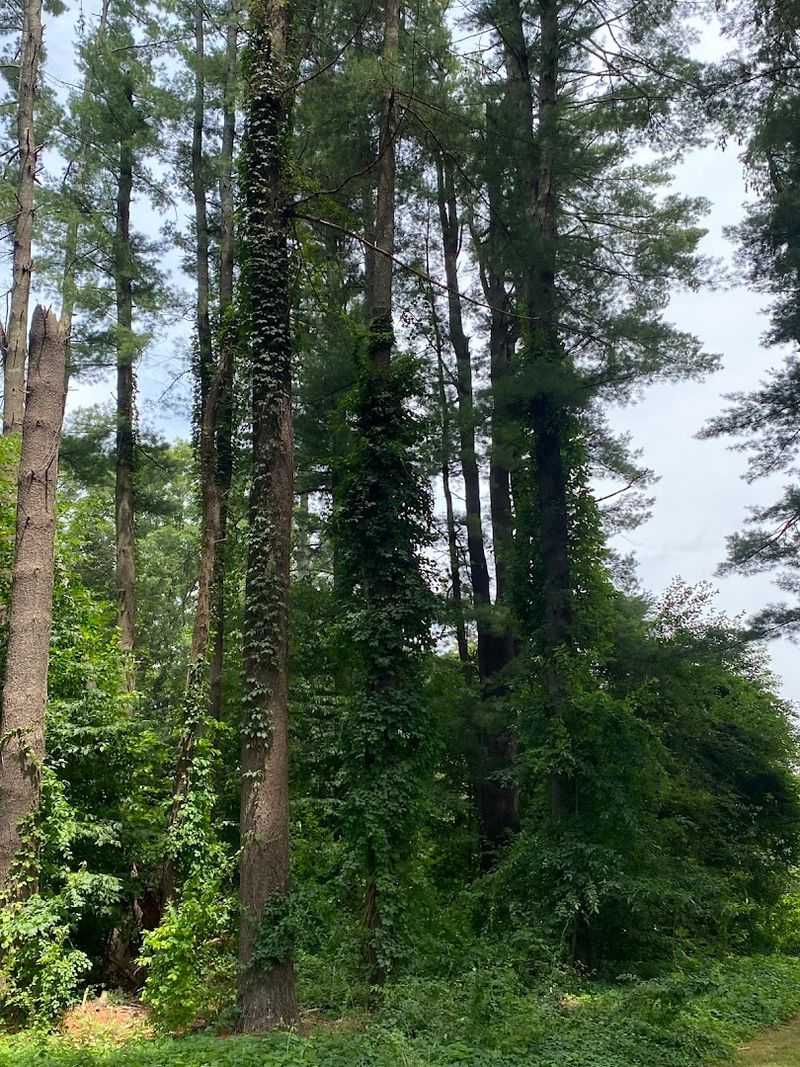Mountain Biking Through the Forest