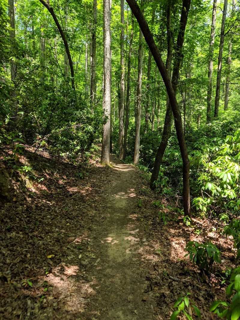 Mountain Biking Trails That Thrill Outdoor Enthusiasts Mountain Biking Trails That Thrill Outdoor Enthusiasts