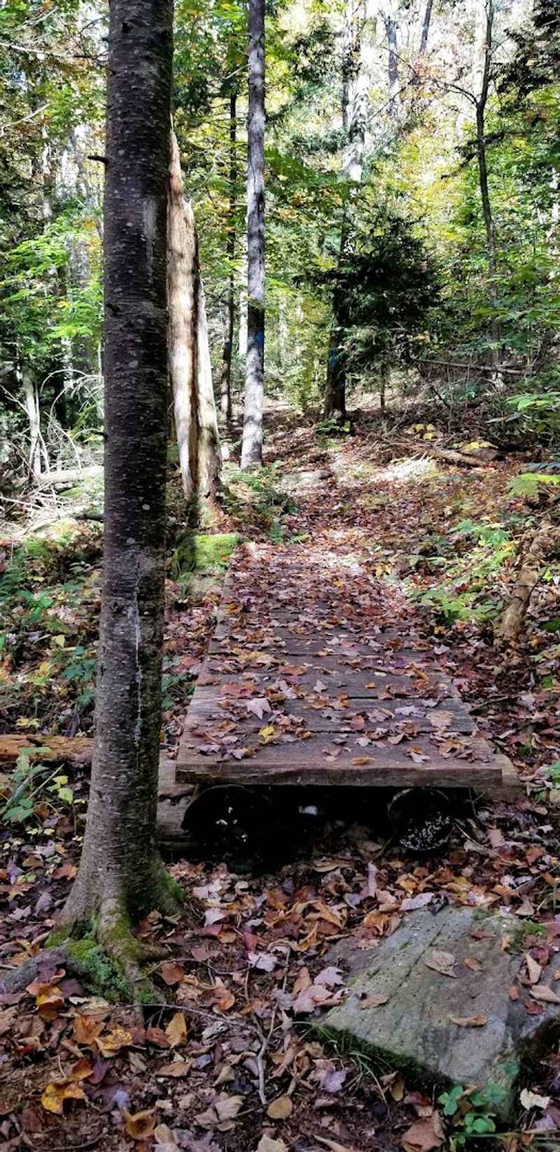 Mountain Biking on Rugged Forest Trails