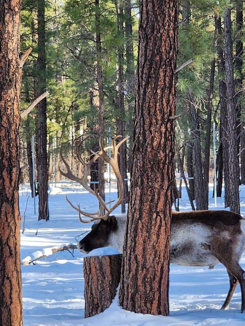 Mountain Goats, Foxes, and More Surprise Animals Mountain Goats, Foxes, and More Surprise Animals