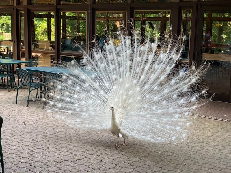 Multiple Dining Spots and Gift Shops Spread Across the Zoo