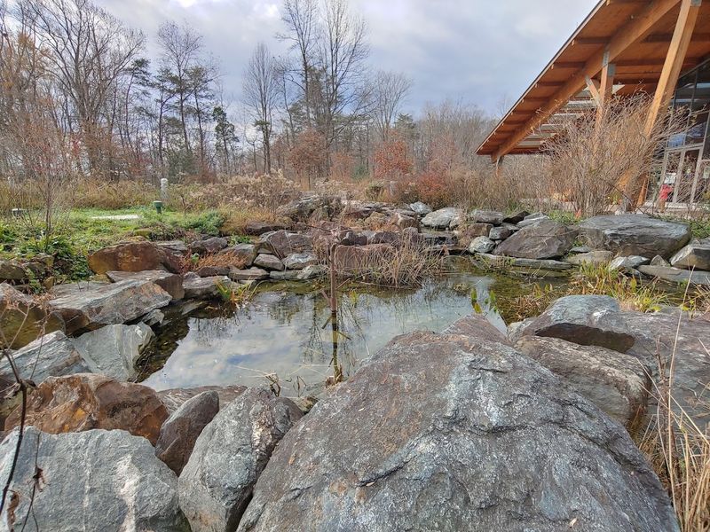 Native Plant Wildflower Gardens