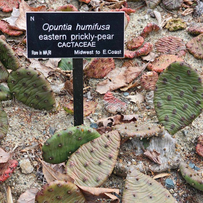 Native Plants Labeled and Ready to Teach You Something New Native Plants Labeled and Ready to Teach You Something New