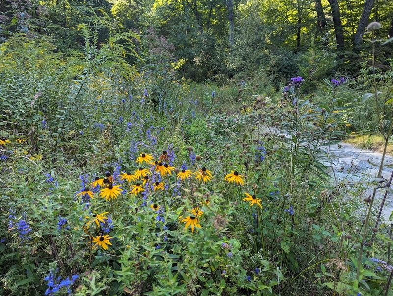 Native Plants for Sale: Bring a Little Magic Home With You Native Plants for Sale: Bring a Little Magic Home With You