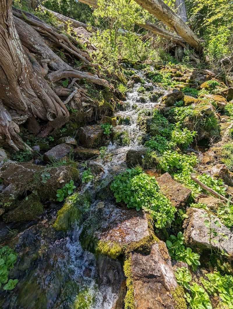 Natural Springs Bubbling Up Inside the Park