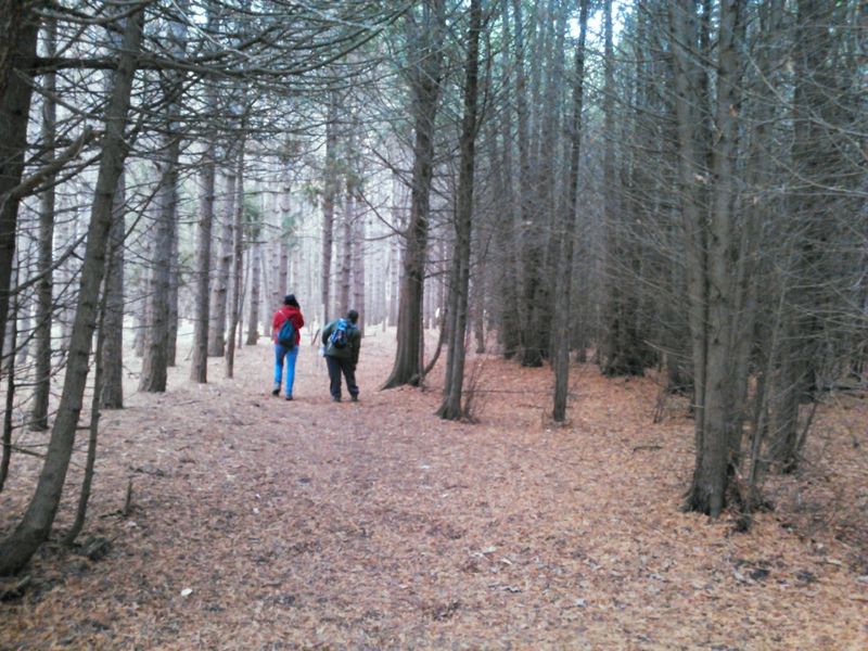 Nearby Hiking Trails Through The Dunes And Forest