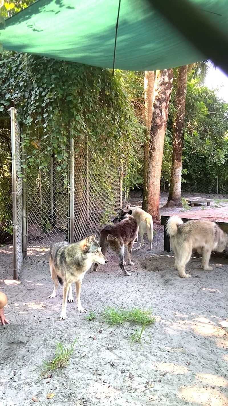 New Guinea Singing Dogs: The Hidden Gem of the Tour
