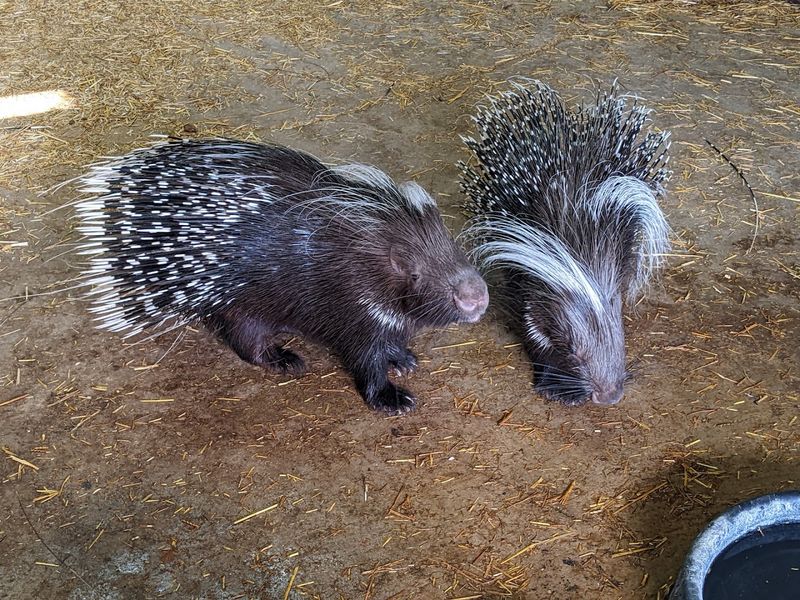 North American Porcupines: Spiky but Surprisingly Sweet North American Porcupines: Spiky but Surprisingly Sweet