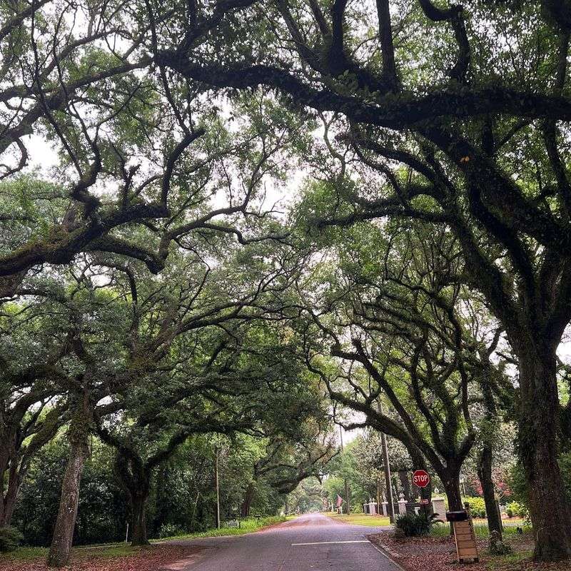 Oak-Lined Streets That Feel Like a Living Painting Oak-Lined Streets That Feel Like a Living Painting