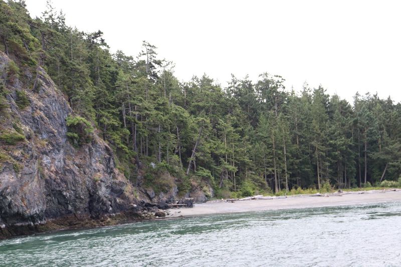 Old-Growth Forest Exploration