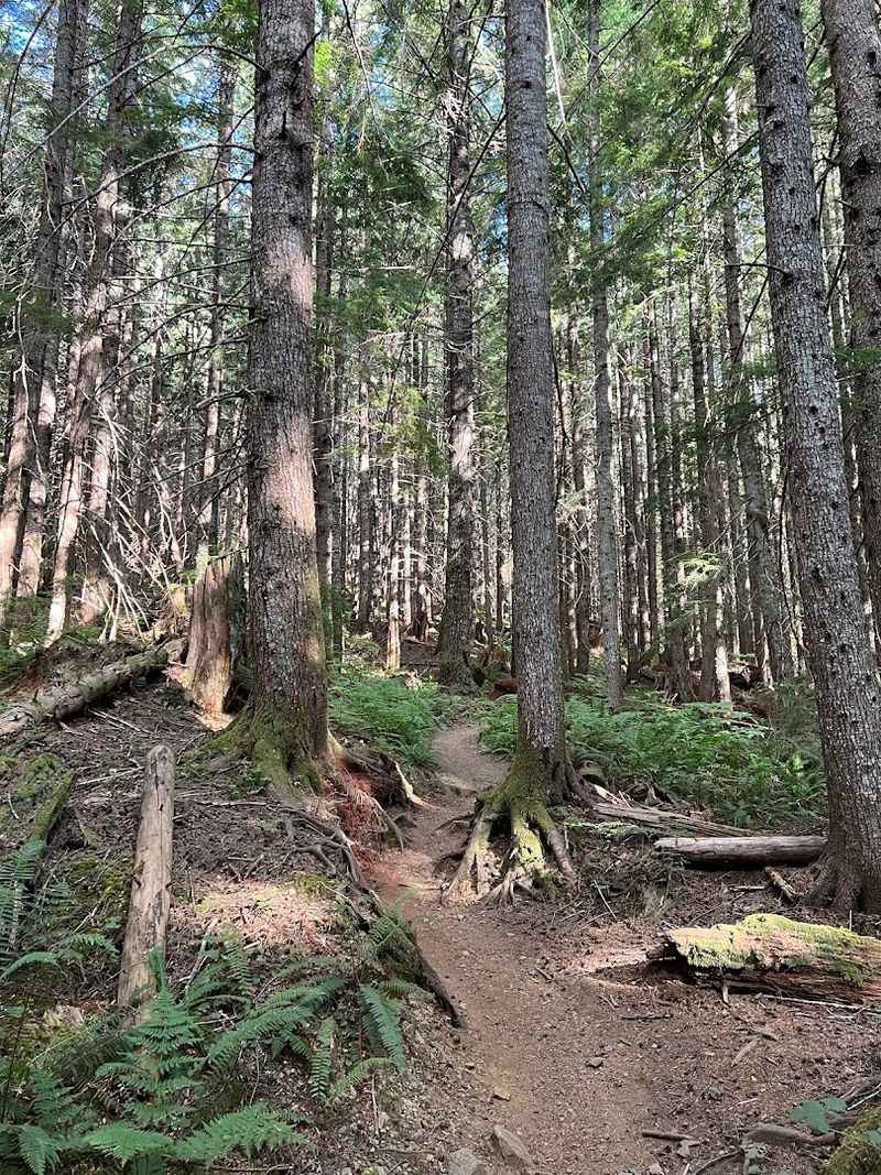 Old-Growth Forest Scenery Along the Way