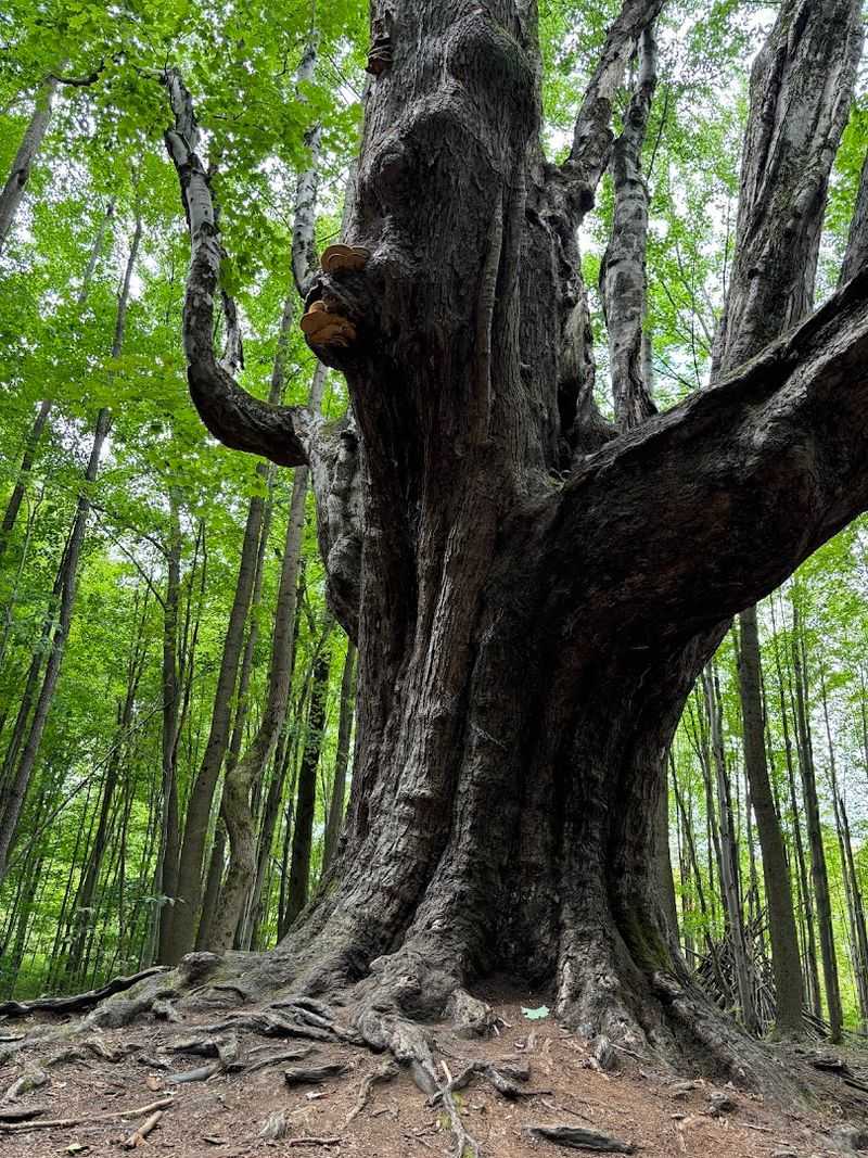 Old-Growth Forest That Feels Like Stepping Back in Time Old-Growth Forest That Feels Like Stepping Back in Time