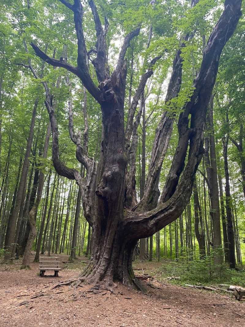 Old-Growth Forest That Stops You in Your Tracks Old-Growth Forest That Stops You in Your Tracks