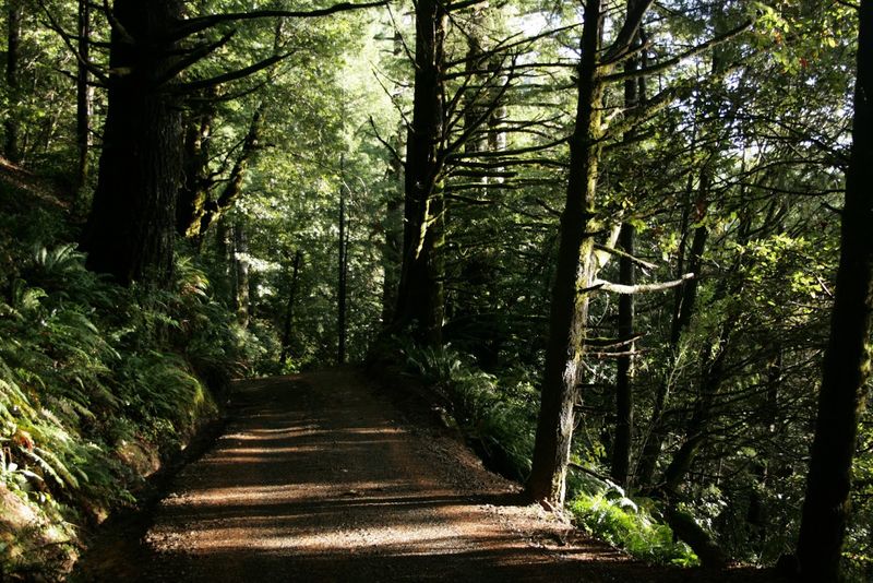 Old-Growth Redwood Forest Walks