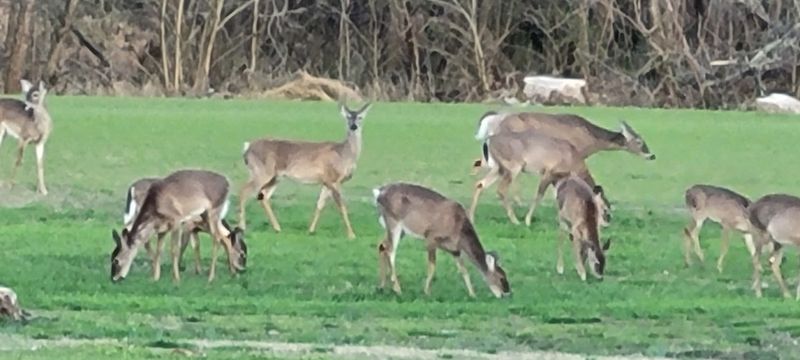 Olde Mill Golf Course: A Local Favorite