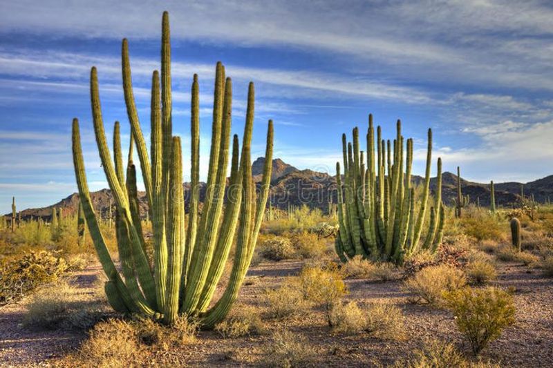 Organ Pipe Cactus National Monument - Ajo, Arizona Organ Pipe Cactus National Monument - Ajo, Arizona