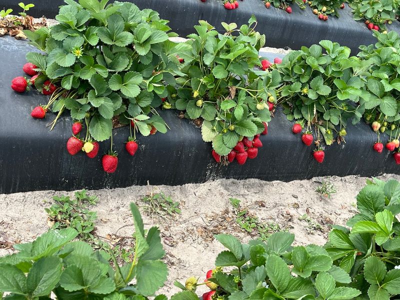 Organic Farming Practices That Set This Place Apart