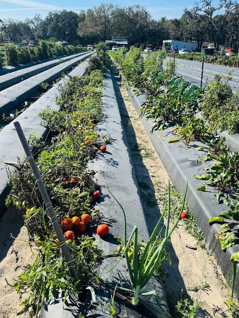 Organic Vegetables That Rotate With the Seasons
