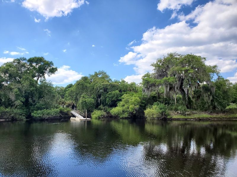 Oscar Scherer State Park and the Florida Scrub Jay