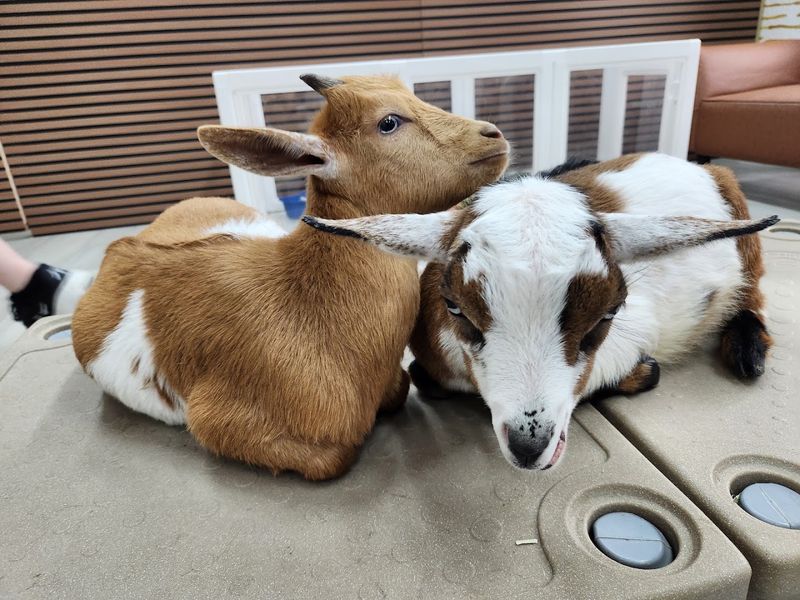 Other Animals You Will Meet Before the Main Event