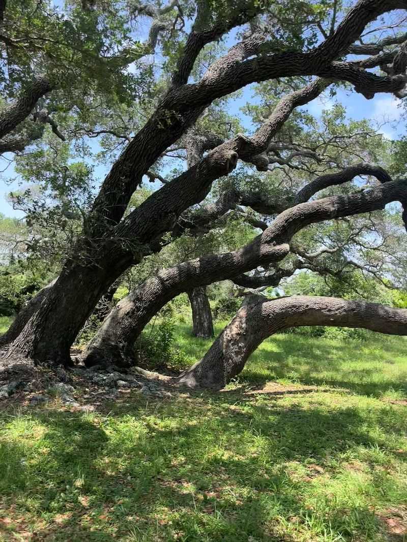 Other Magnificent Oaks Surrounding the Star of the Show