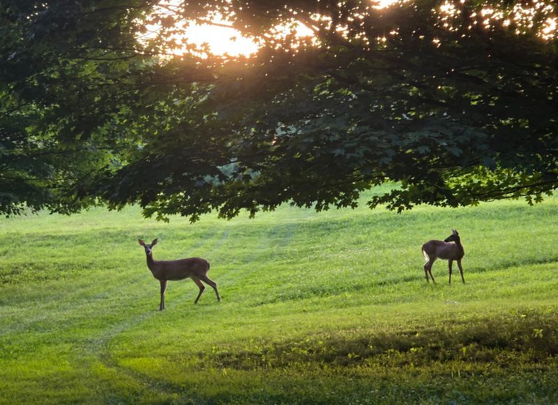 Outstanding Wildlife and Deer Watching Outstanding Wildlife and Deer Watching