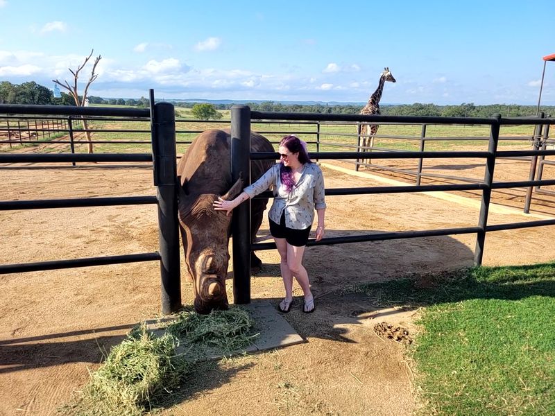 Painting With Animals: Art Created by Giraffes and Rhinos