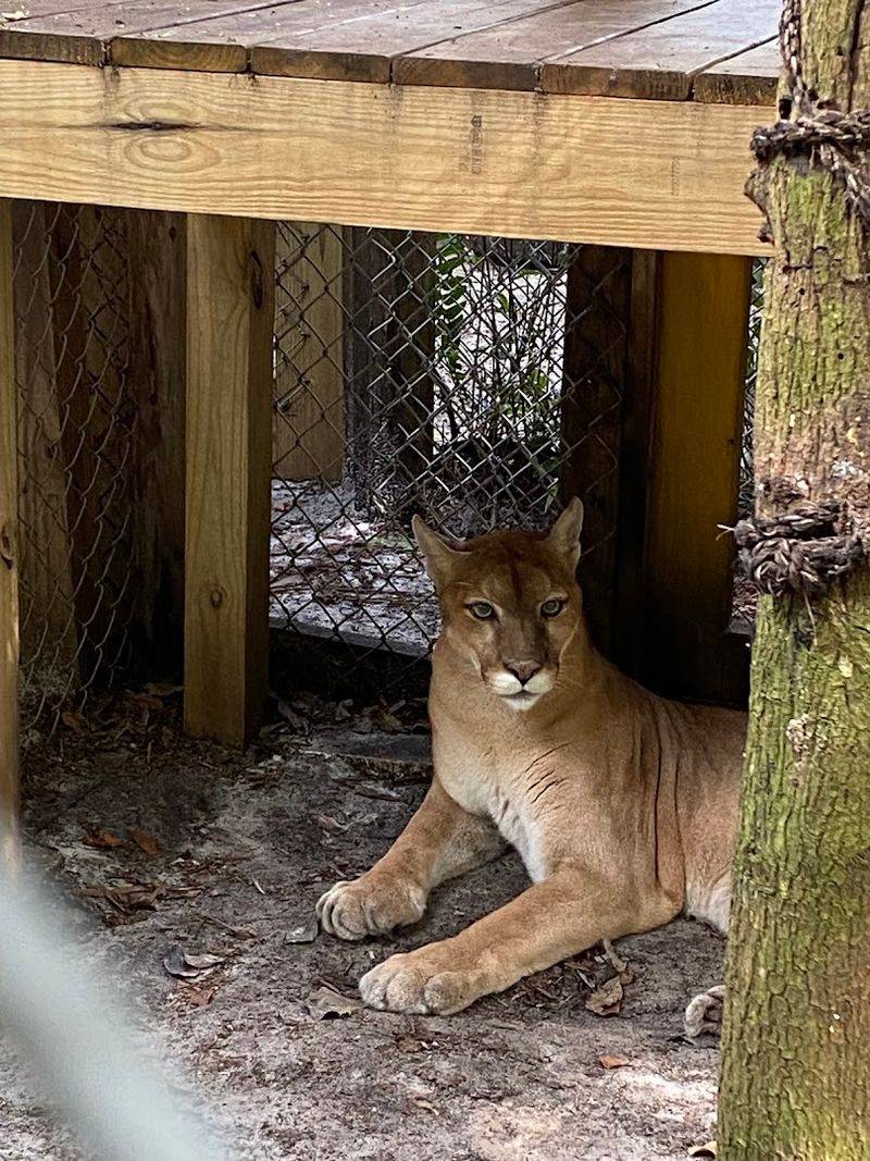 Panthers, Foxes, and More Await Beyond the Wolf Habitats