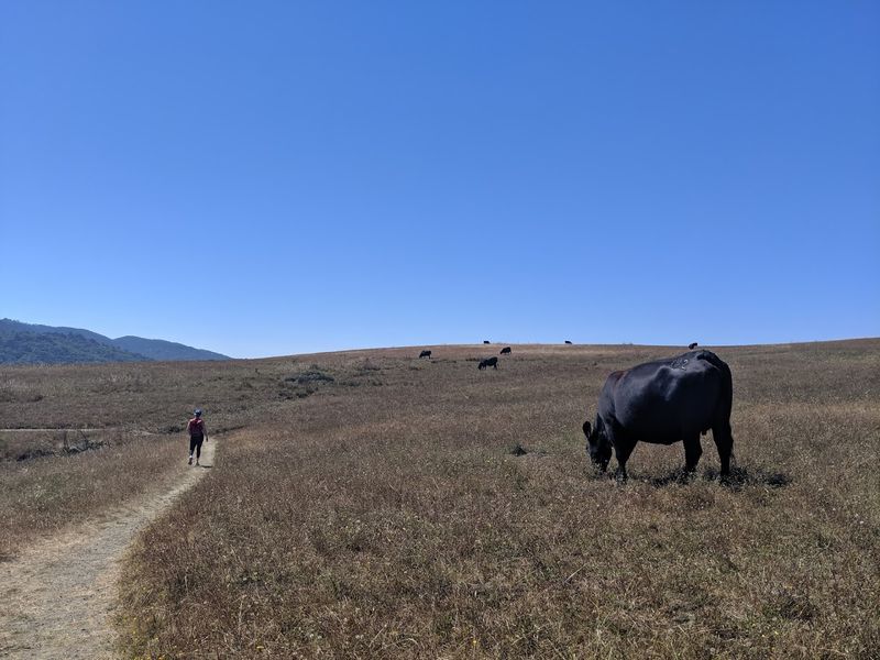 Pastoral Scenery That Looks Painted, Not Real